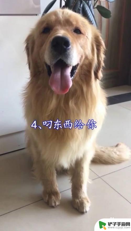 狗狗怎么示好 如何判断狗狗的态度