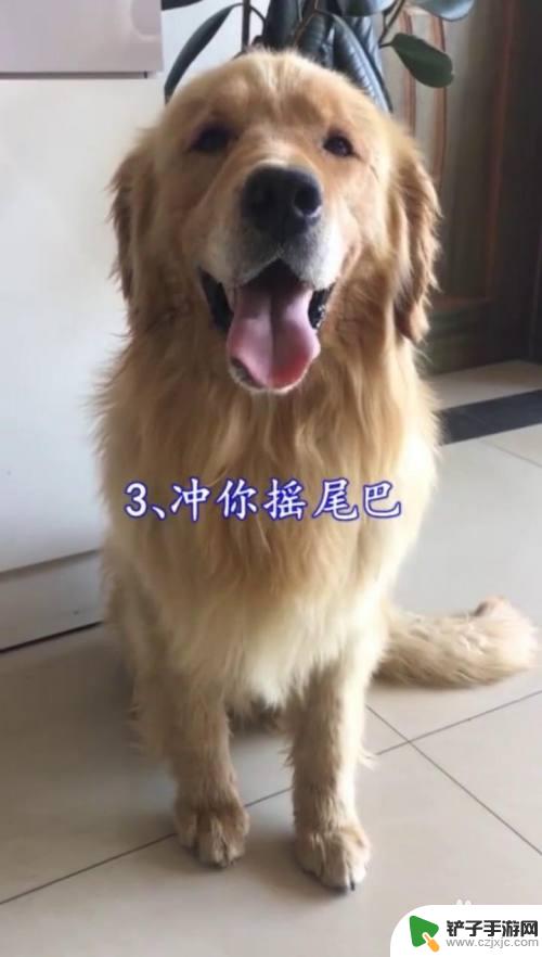 狗狗怎么示好 如何判断狗狗的态度