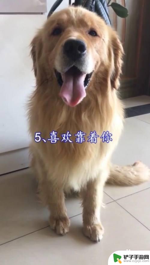 狗狗怎么示好 如何判断狗狗的态度