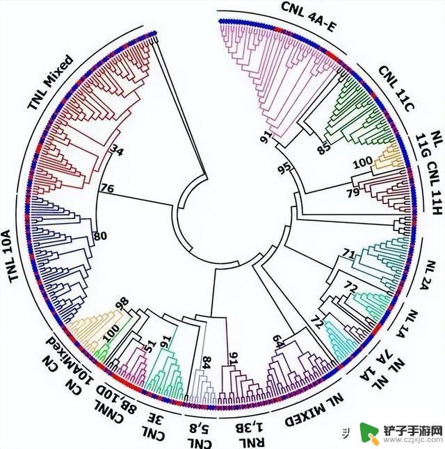 筛选后的油棕核心种质标记SSR，能否构建DNA指纹图谱？