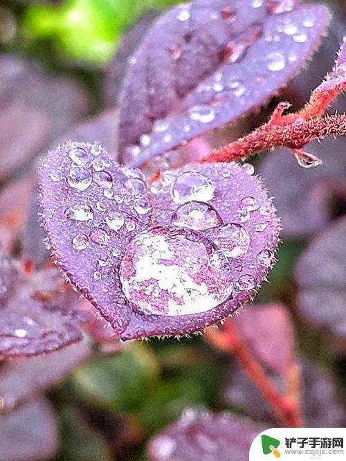 手机摄影怎么拍出雨滴 雨滴手机拍摄技巧